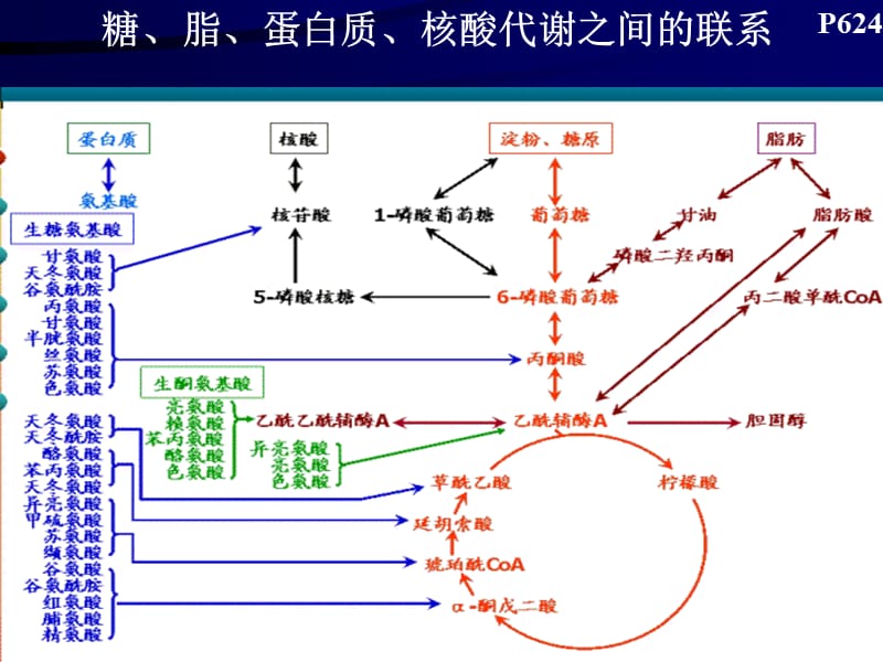 2018年生物化学第十二章细胞代谢和基因表达调节-文档资料.ppt_第2页