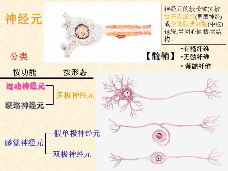 2018年神经系统总论脊髓-文档资料.ppt_第3页