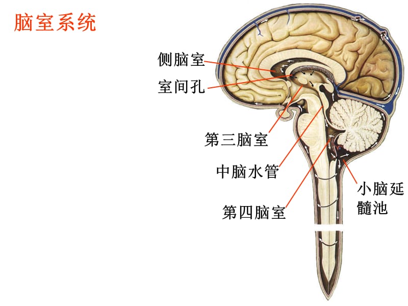 2018年术中：脑积水-文档资料.ppt_第2页