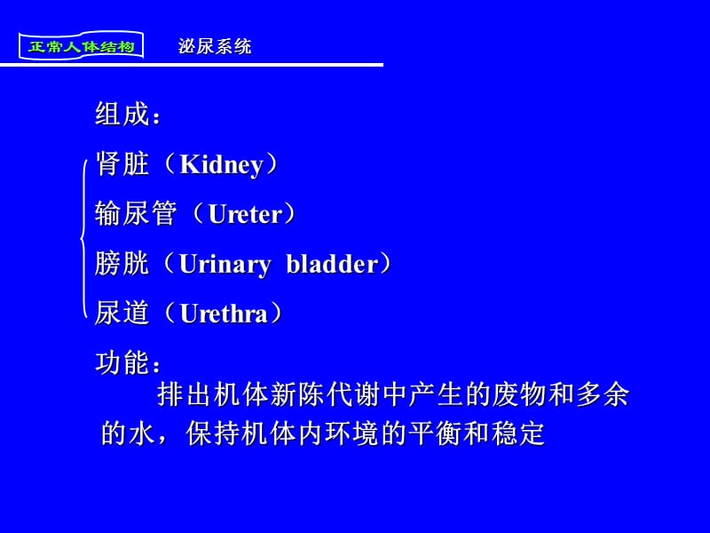 2018年人体解剖与组织胚胎第八章《泌尿系统》-文档资料.ppt_第2页