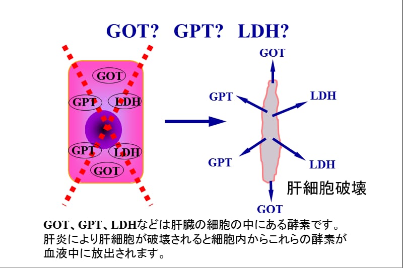 最新C型肝分析课件-PPT文档.ppt_第3页