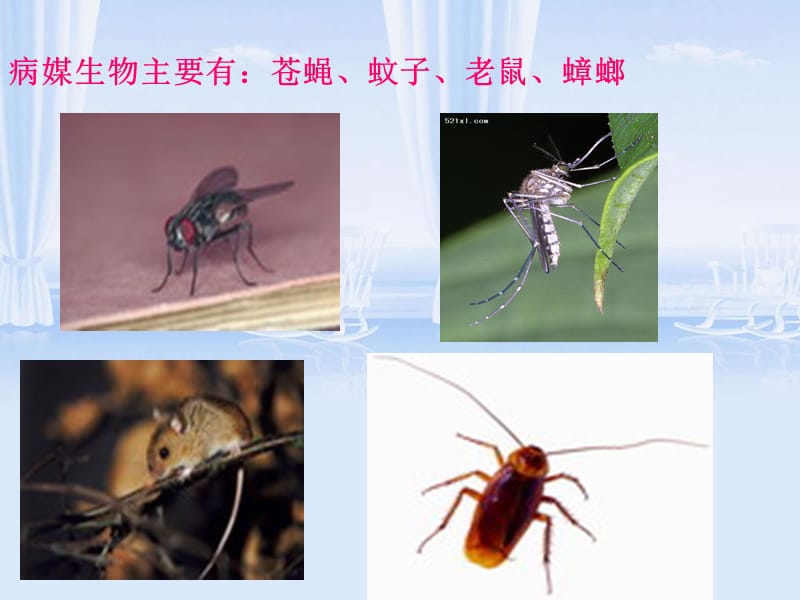 2018年病媒生物监测和防制-邳州市疾病预防控制中心-文档资料.ppt_第2页