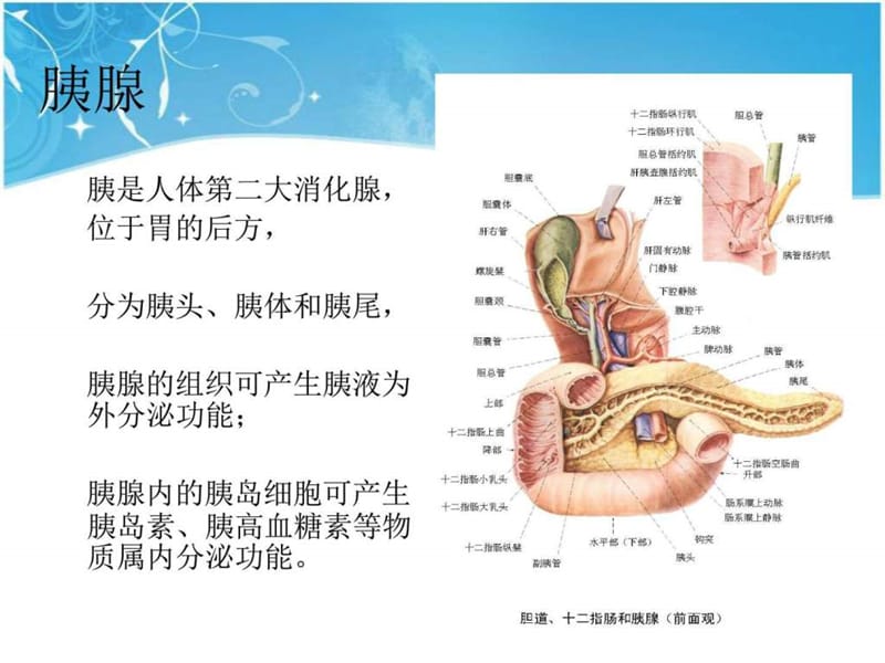 2018年急性胰腺炎的护理-文档资料.ppt_第1页