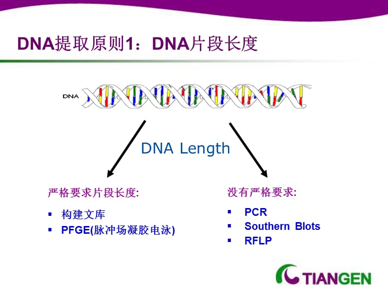 不可忽视的细部分血液基因组提取-PPT文档.ppt_第2页