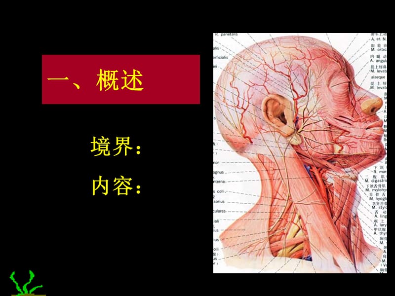 《颈部》PPT课件-精选文档.ppt_第1页