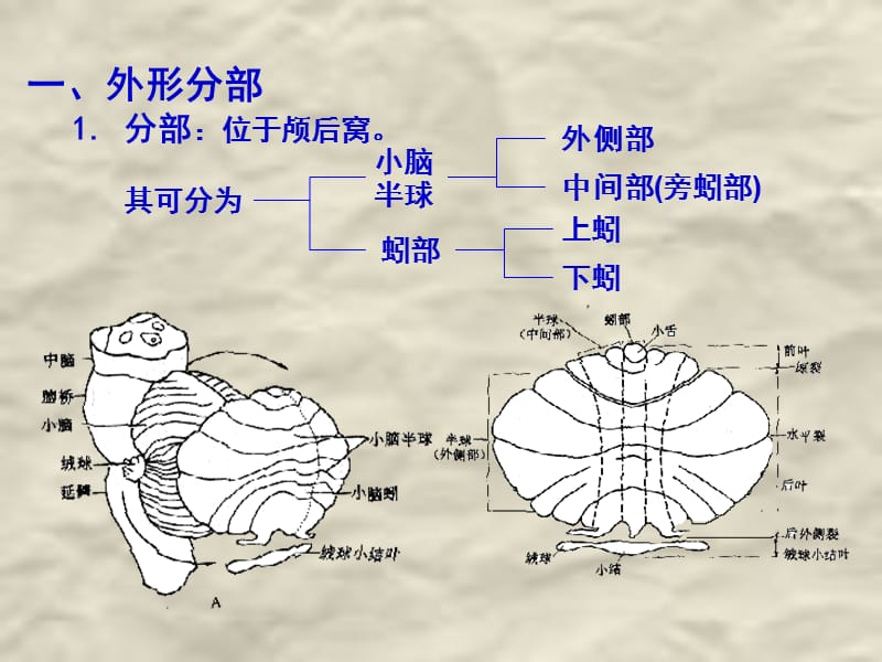 F.小脑间脑-文档资料.ppt_第2页