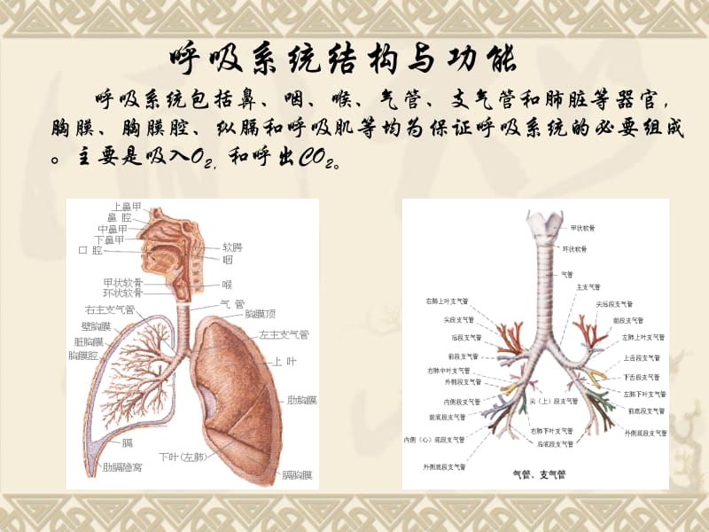 上_呼吸系统疾病总论课件-文档资料.ppt_第1页