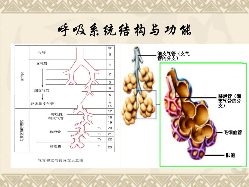 上_呼吸系统疾病总论课件-文档资料.ppt_第2页