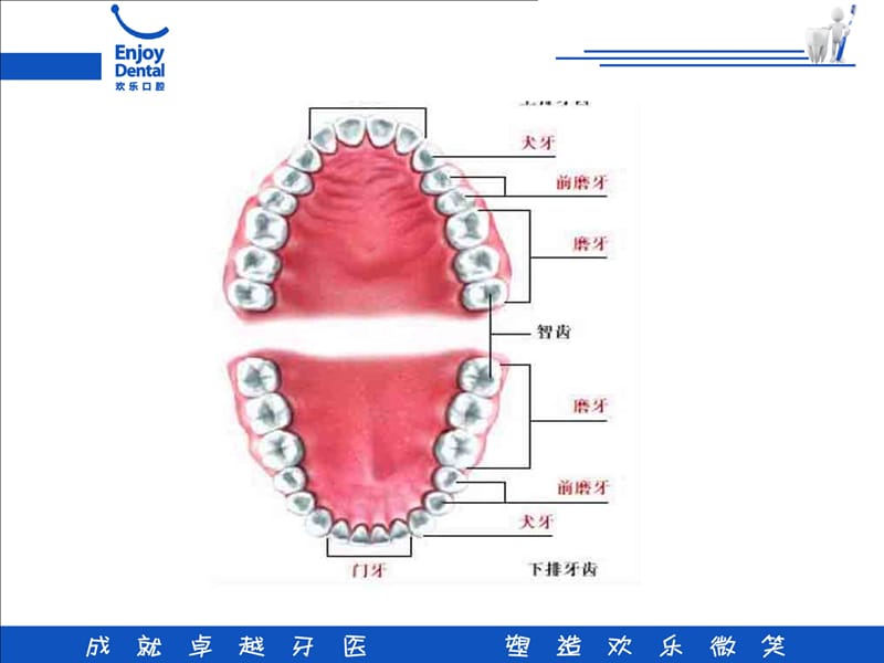 “龈上洁治术”的临床操作讨论课件-PPT文档.ppt_第1页