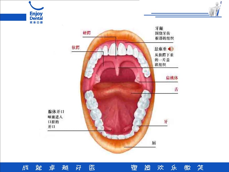 “龈上洁治术”的临床操作讨论课件-PPT文档.ppt_第2页