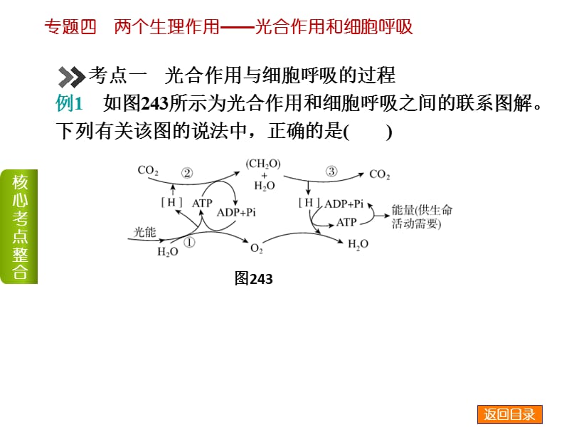 专题四两个生理作用光合作用和细胞呼吸-文档资料.ppt_第3页