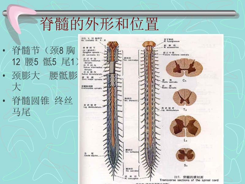 2018年神经生物学 脊髓脑干外形 间脑 小脑-文档资料.ppt_第1页