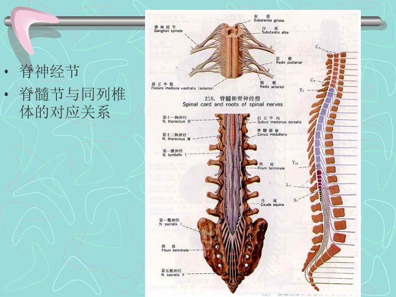 2018年神经生物学 脊髓脑干外形 间脑 小脑-文档资料.ppt_第2页