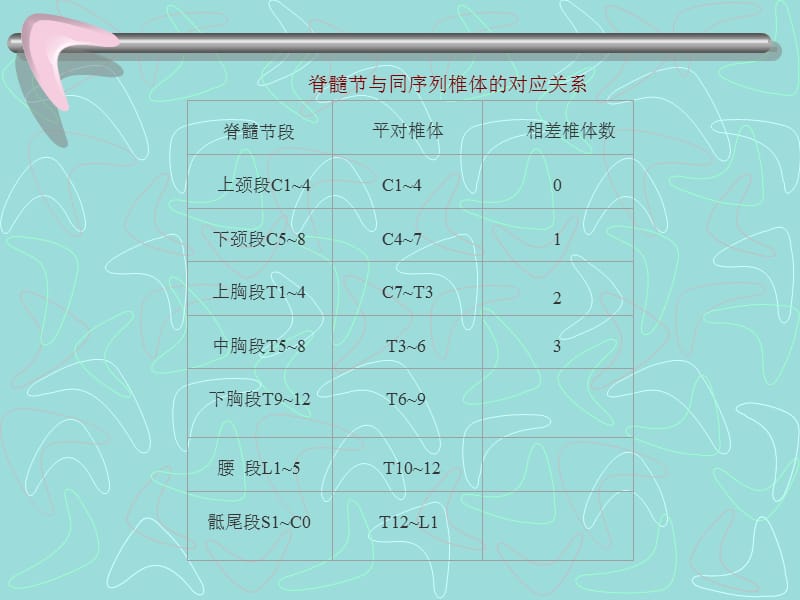 2018年神经生物学 脊髓脑干外形 间脑 小脑-文档资料.ppt_第3页