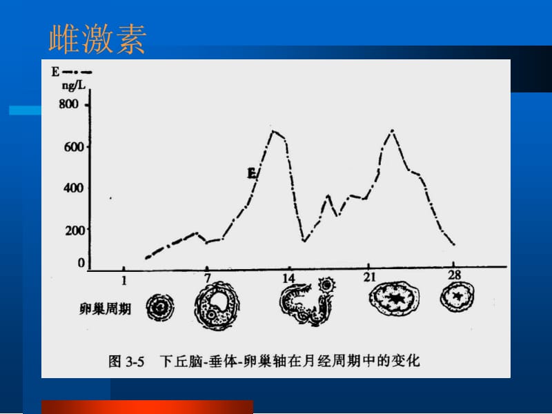 2018年女性生殖系统生理西医对女性生理认识激素及作用-文档资料.ppt_第3页