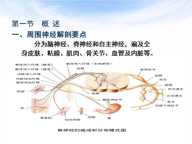 2018年神经损伤的康复-文档资料.ppt_第3页