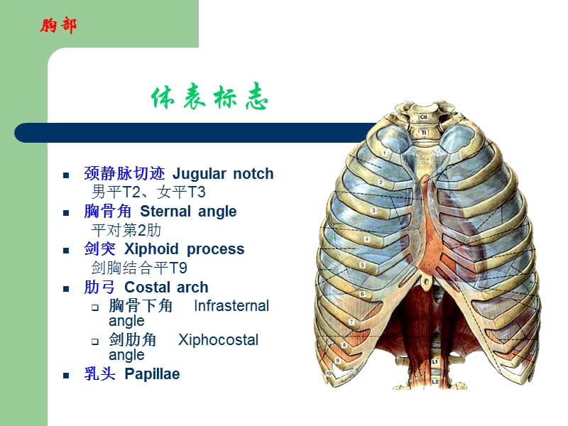 下 肢 局部解剖学　-PPT文档.ppt_第3页