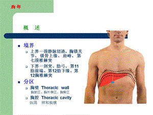 下 肢 局部解剖学　-PPT文档.ppt