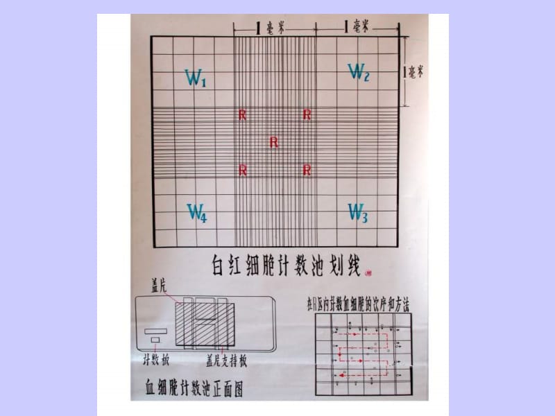 2018年实验诊断学 - 红细胞计数-文档资料.ppt_第1页