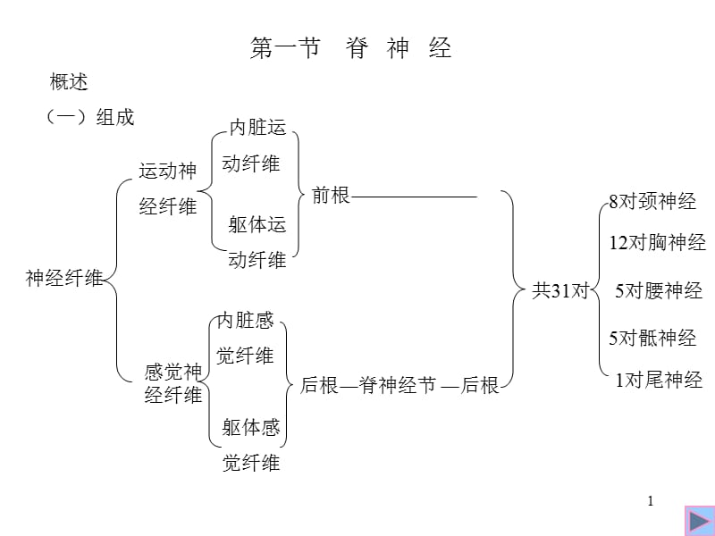 三章周围神经系统-PPT文档.ppt_第1页