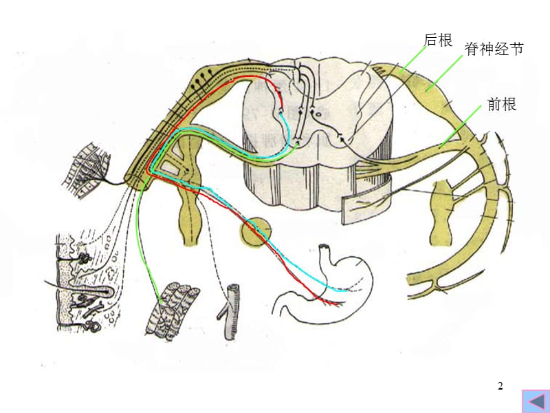 三章周围神经系统-PPT文档.ppt_第2页