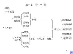 三章周围神经系统-PPT文档.ppt