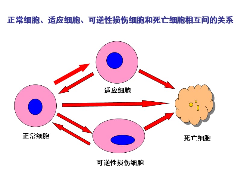 2018年病理学细胞和组织的适应与损伤ppt课件-文档资料.ppt_第2页