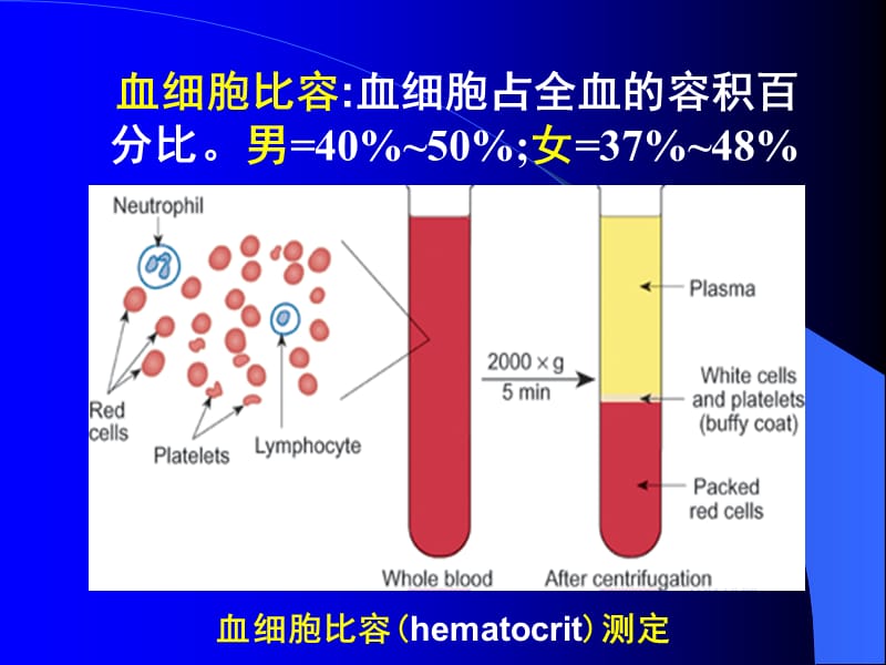 最新三章节血液blood-PPT文档.ppt_第1页