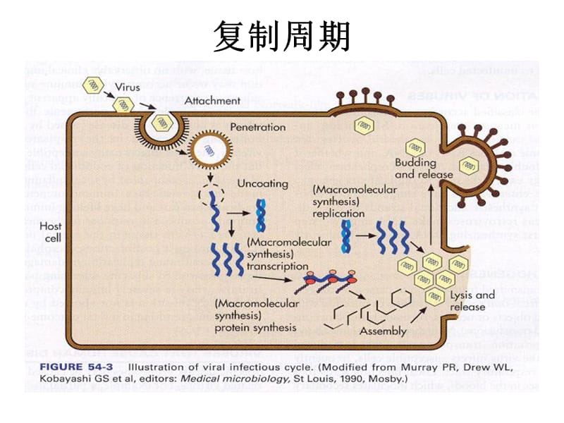 2018年病毒的复制ppt课件-文档资料.ppt_第1页