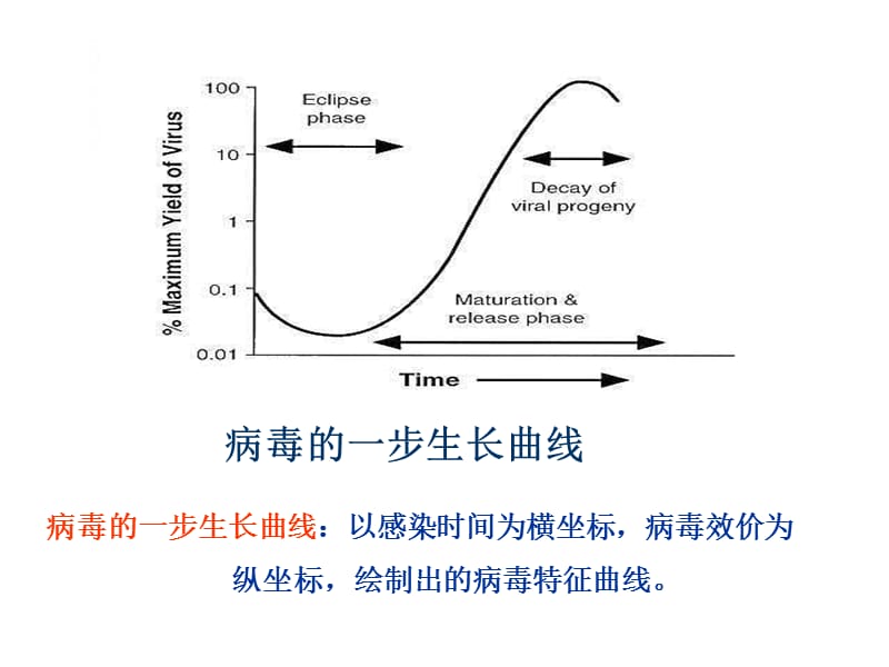 2018年病毒的复制ppt课件-文档资料.ppt_第2页