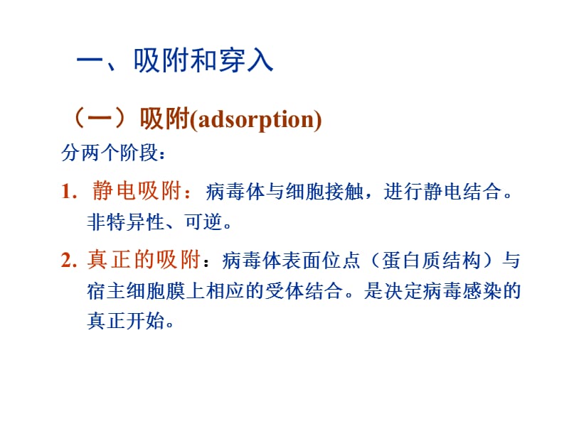 2018年病毒的复制ppt课件-文档资料.ppt_第3页