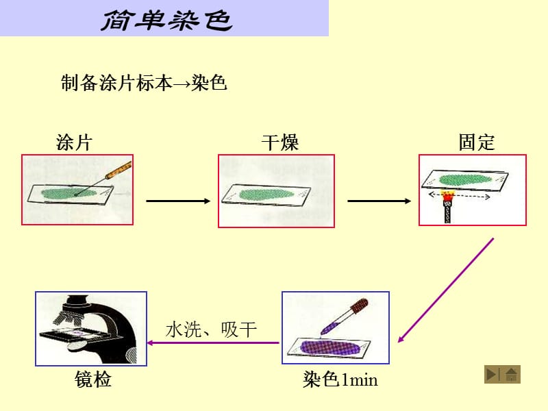 三细菌染色法-文档资料.ppt_第2页