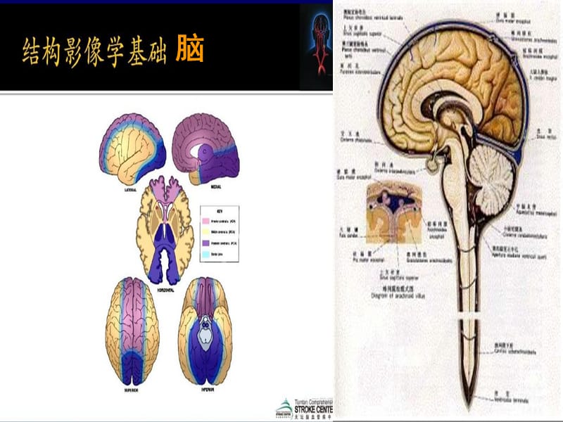 2015年颅神经课件-精选文档-精选文档.ppt_第3页