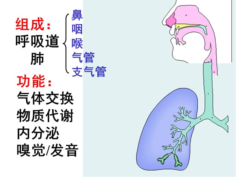 2018年《系统解剖学》呼吸系统-文档资料.ppt_第1页