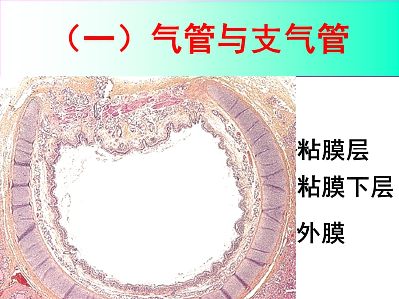 2018年《系统解剖学》呼吸系统-文档资料.ppt_第2页