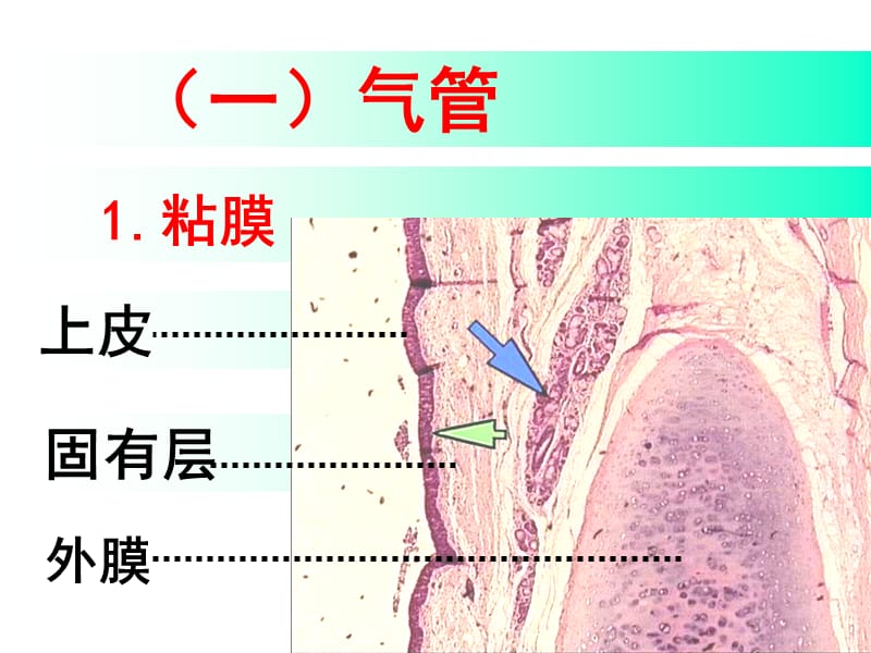 2018年《系统解剖学》呼吸系统-文档资料.ppt_第3页