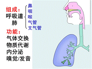 2018年《系统解剖学》呼吸系统-文档资料.ppt