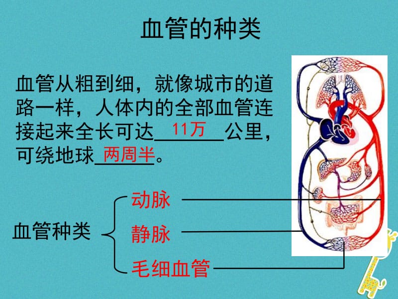 2018年广东中山市2018七年级生物下册 4.4.2 血流的管道--血管课件 （新版）新人教版-文档资料.ppt_第1页