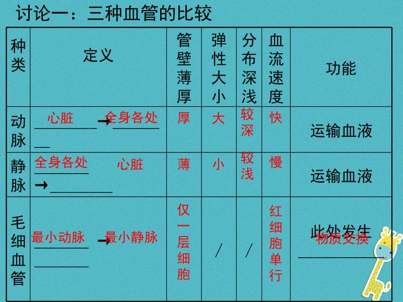 2018年广东中山市2018七年级生物下册 4.4.2 血流的管道--血管课件 （新版）新人教版-文档资料.ppt_第3页