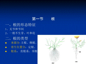 2018年植物器官药用植物学云南中医学院-文档资料.ppt