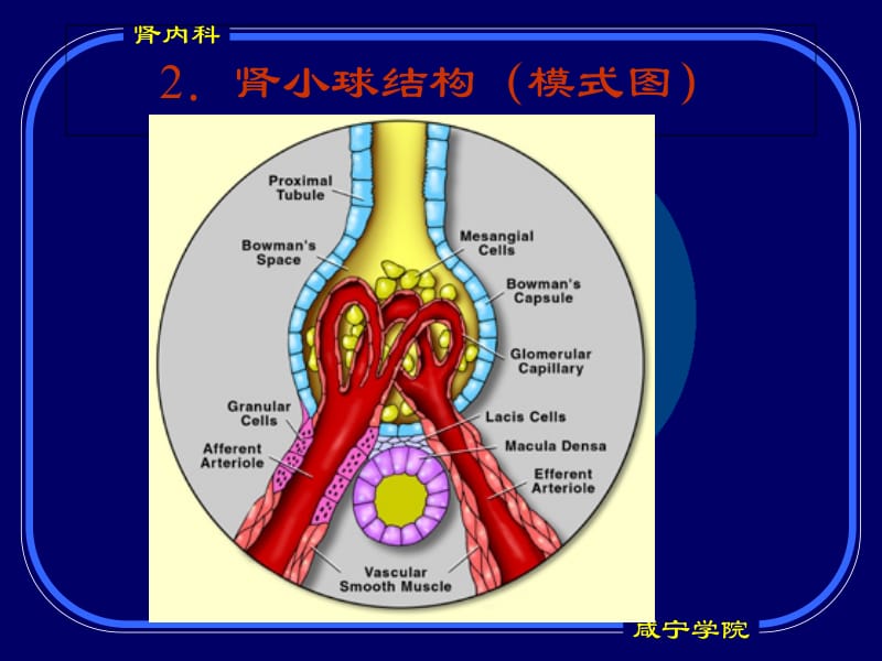 2018年第五篇 第二章 肾小球疾病-文档资料.ppt_第2页