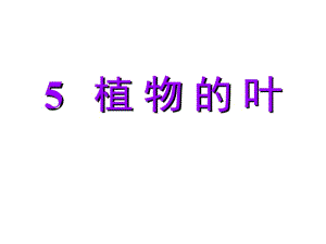 三年级上册科学课件－1.5 植物的叶｜教科版 (共11张PPT).ppt