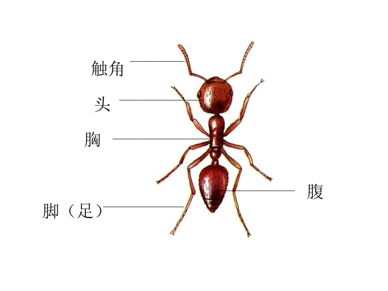 三年级上册科学课件－2.7《动物有哪些共同特点》 ｜教科版 (共15张PPT).ppt_第3页