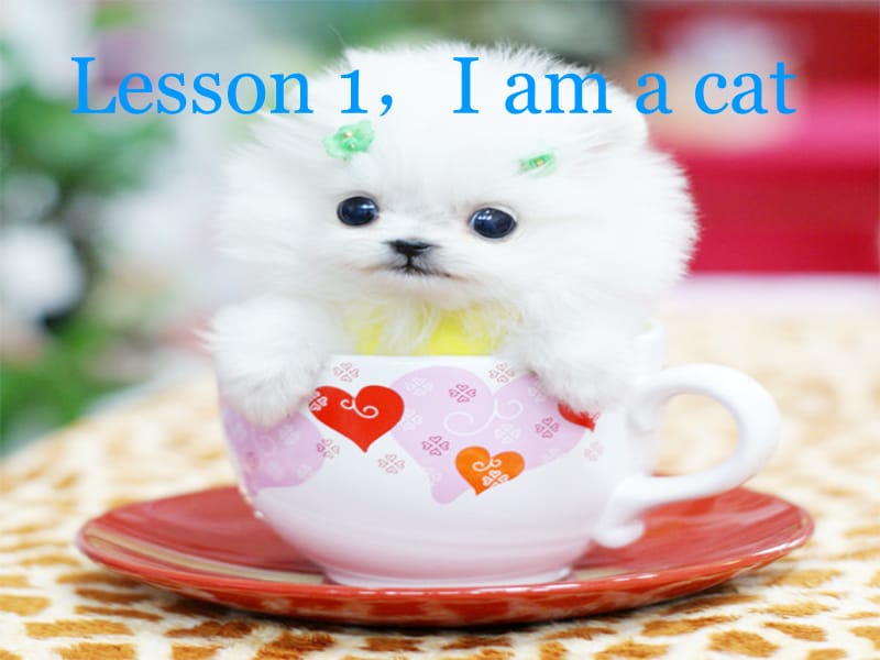 三年级上册英语课件－ Lesson 1，I am a cat｜科普版（三起） (共12张PPT).ppt_第1页