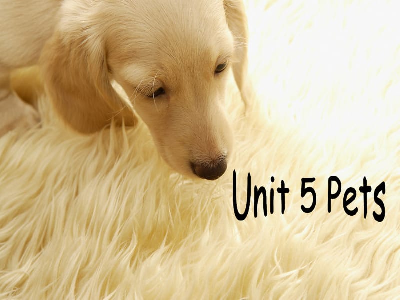 三年级上册英语课件-Unit 4 Pets Lesson 1 1｜人教新起点（2018秋）(共16张PPT).ppt_第1页