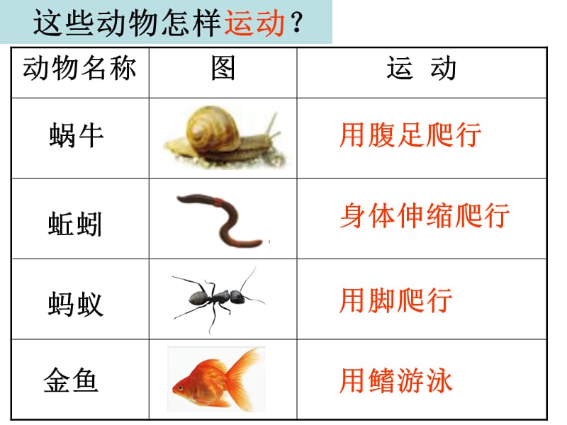 三年级上册科学课件-2.7动物有哪些相同特点 教科版(共13张PPT).ppt_第3页