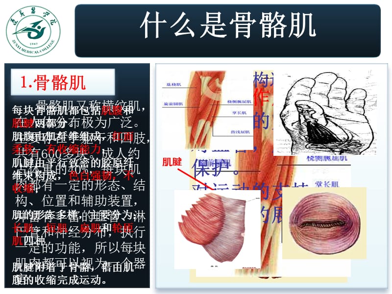 2018年学生自主设计系统解剖实验(骨骼肌)-文档资料.ppt_第1页