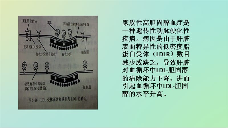 家族性高胆固醇血症-PPT文档.ppt_第3页