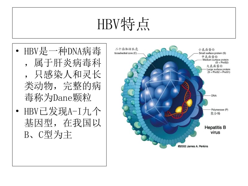 2018年乙型肝炎病毒相关性肾炎-文档资料.ppt_第2页