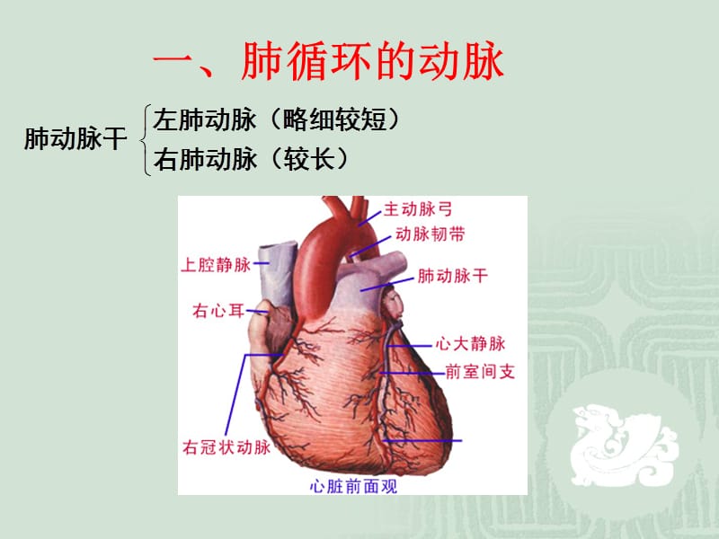 12动脉系解-PPT文档.ppt_第1页